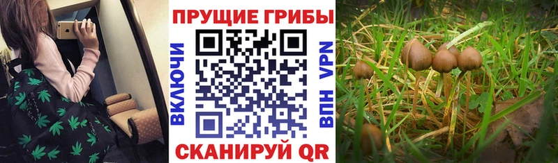 Галлюциногенные грибы мицелий  Сланцы 